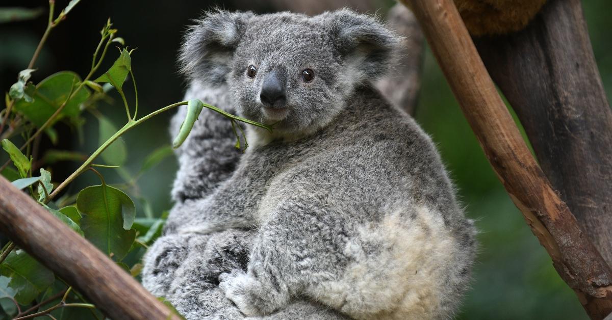 A koala in a tree. 