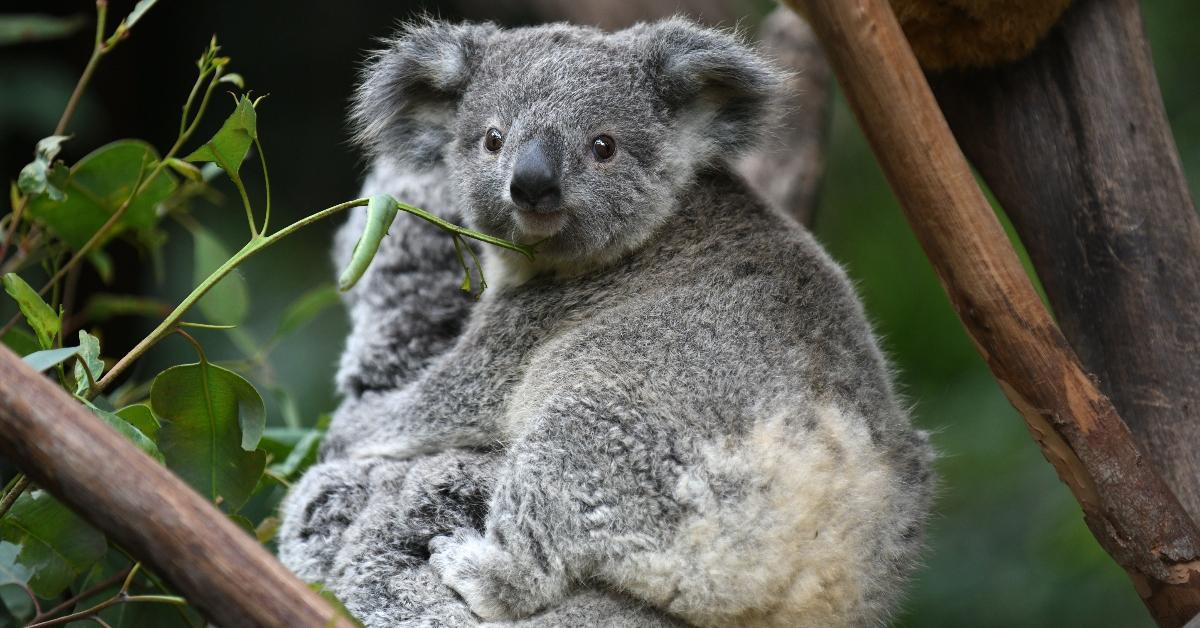 Dumbest Animals In The World We re Dispelling These Myths
