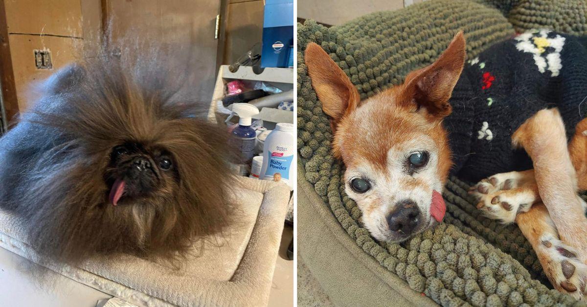 Second and third place finishers of the World's Ugliest Dog contest.