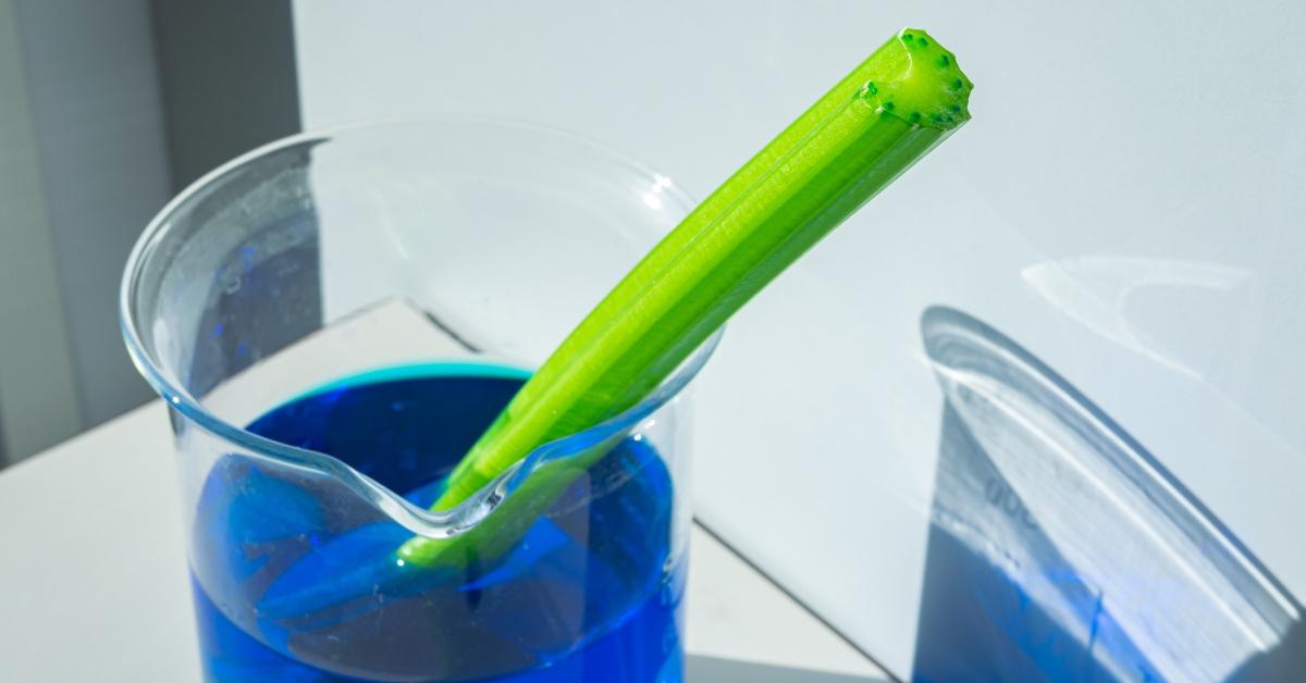 A celery stalk sits in a beaker with blue food coloring. 