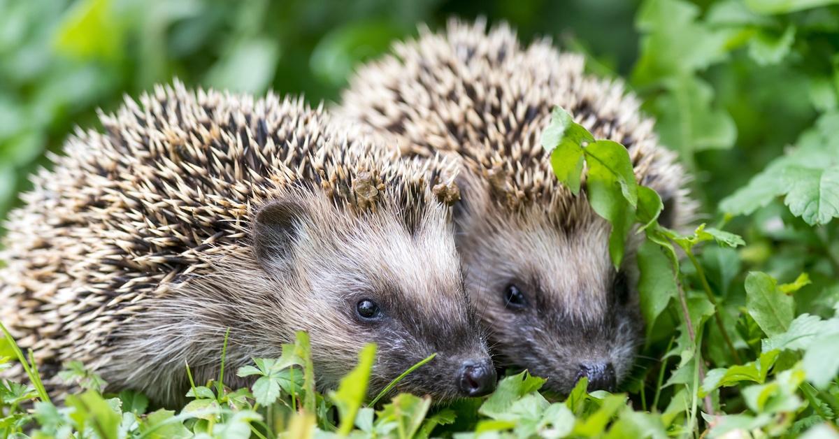 Two hedgehogs in the grass.