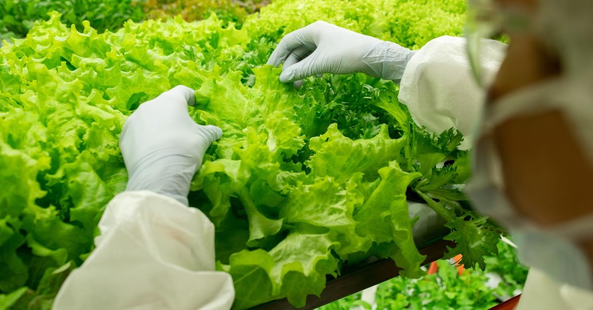 Leafy greens grown in a vertical farm.