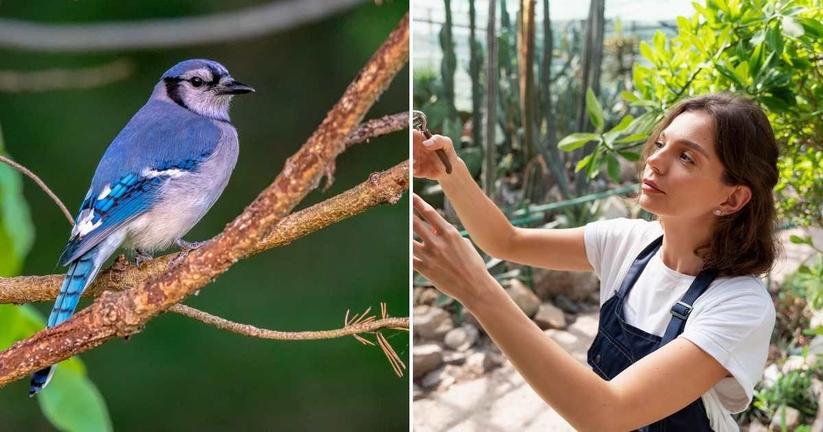 (L) A blue bird sitting on a tree branch. (R) A woman trimming a branch in the garden (Representative Cover Image Source: Freepik | (L)freepik, (R)wirestock)