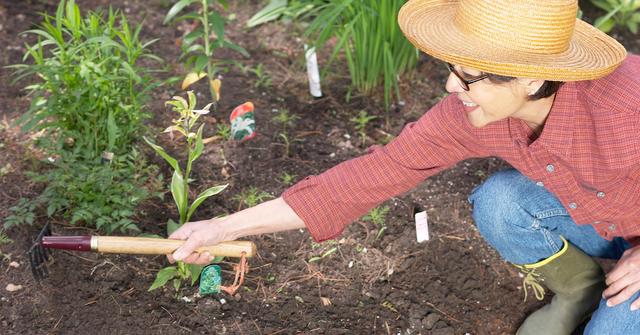 What’s the Best Soil for a Vegetable Garden?