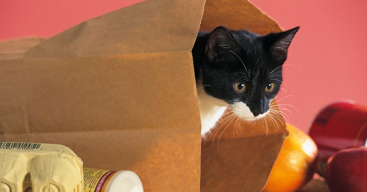 A cat peeking curiously out of a grocery bag.