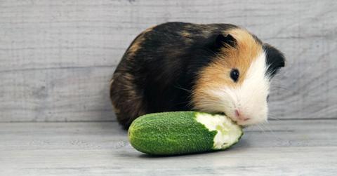 Guinea pig eating a cucumber.