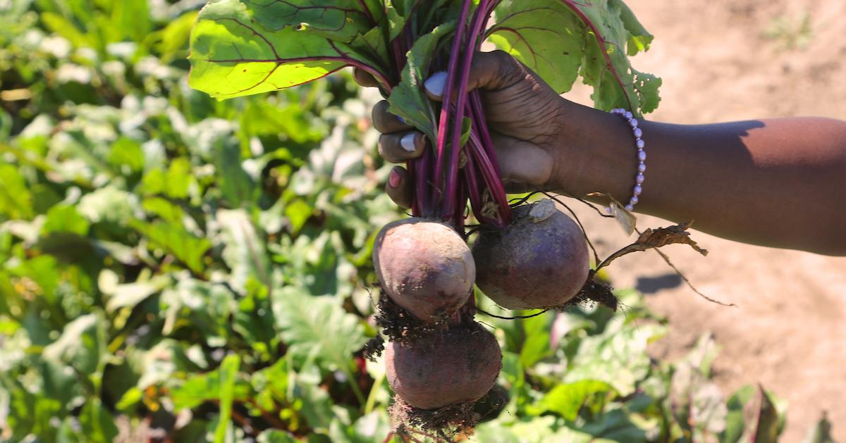 Woman's hand holds a bundle of three beets in front of a field