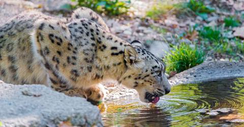 A snow leopard drinking water from a pond (Representative Cover Image Source: Getty Images | Picture by Tambako the Jaguar)