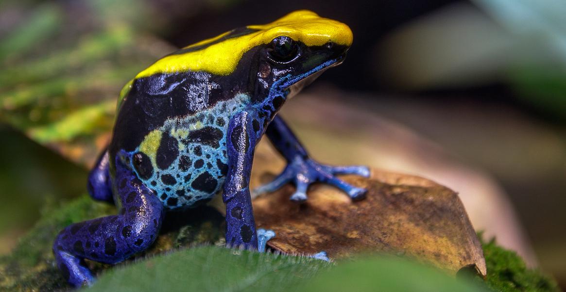 A yellow and blue poison dart frog on some leaves.