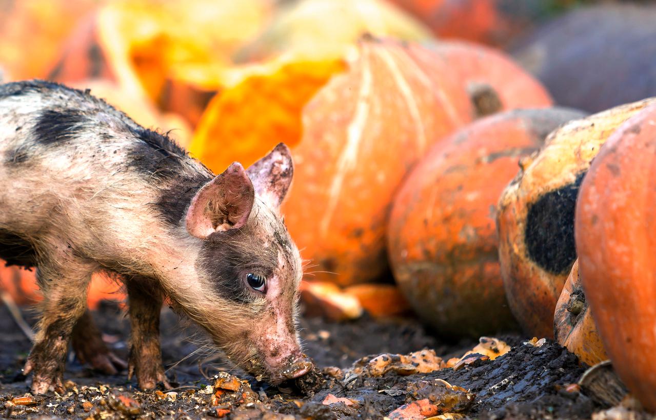 A piglet sniffs the ground near a pile of pumpkins.