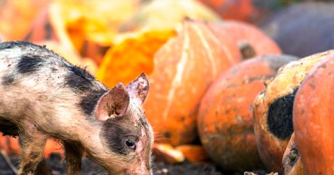 A piglet sniffs the ground near a pile of pumpkins.
