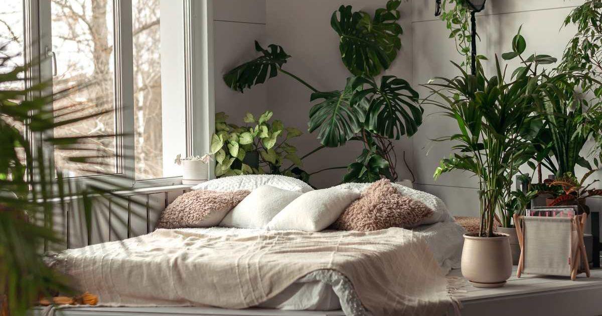 Cozy bright bedroom filled with indoor plants. (Representative Cover Image Source: Getty Images | Tatiana Buzmakova)