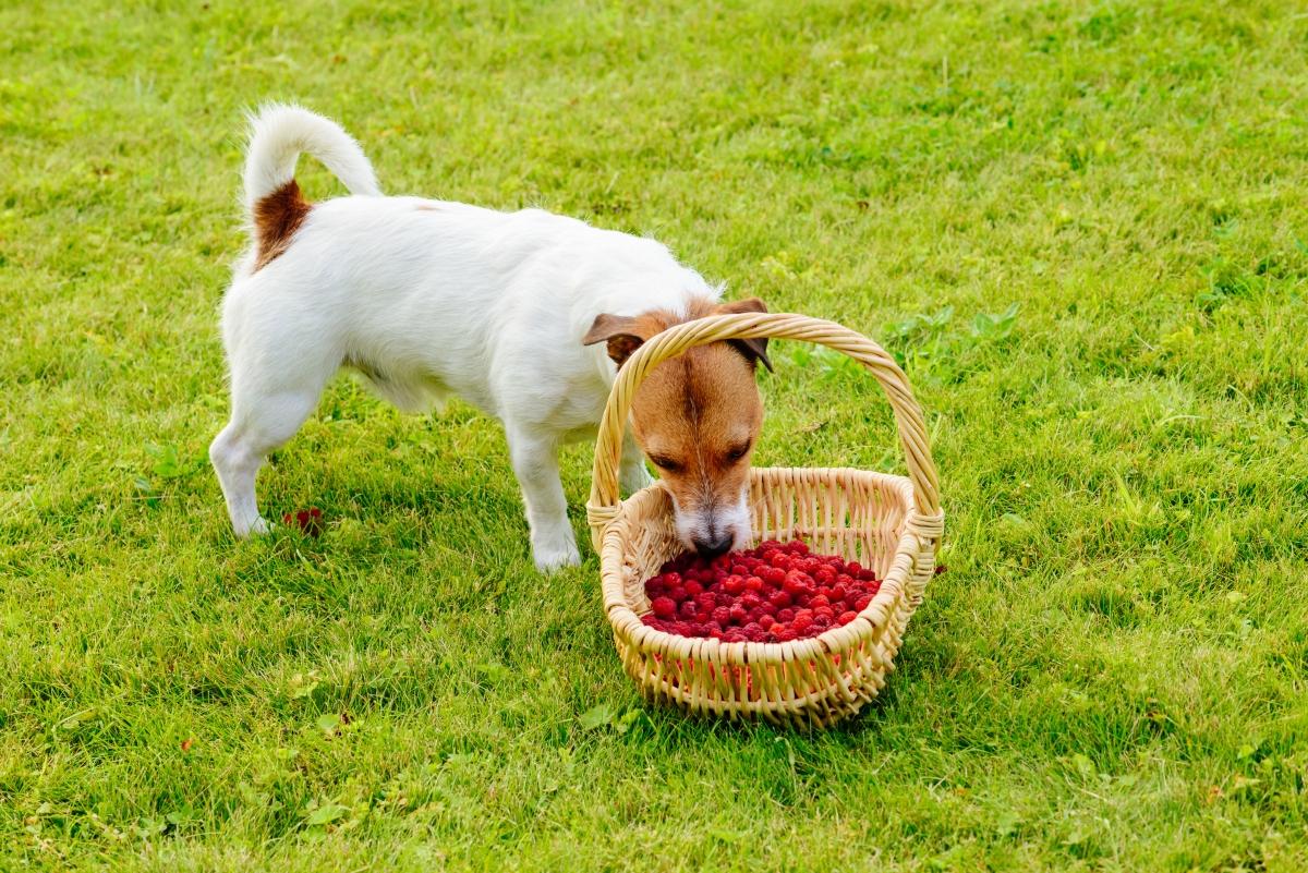 Jack Russell Terrier eating raspberries from basket on the grass