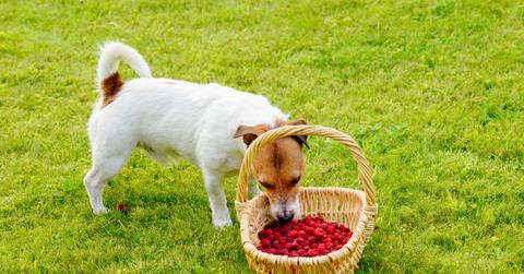 Jack Russell Terrier eating raspberries from basket on the grass