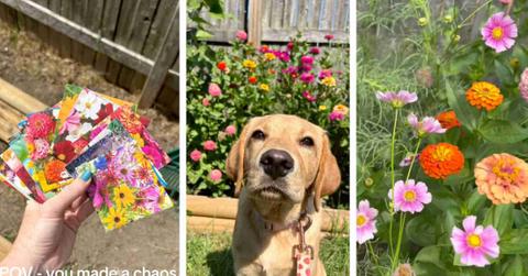 Three screenshots from TikTok user erinmccafferty47 depict the garden she grew along with her dog.