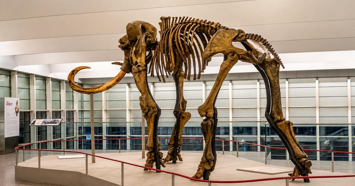 Whooly Mammoth 