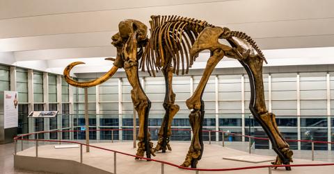 Whooly Mammoth