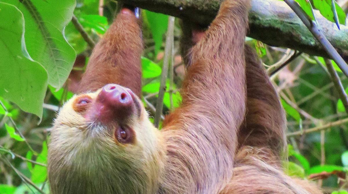 Your Guide to Fascinating Animals That Hang Upside Down