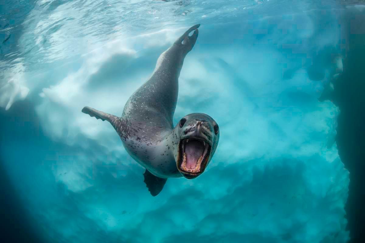 pn/aacc a fbb b bbafcdb