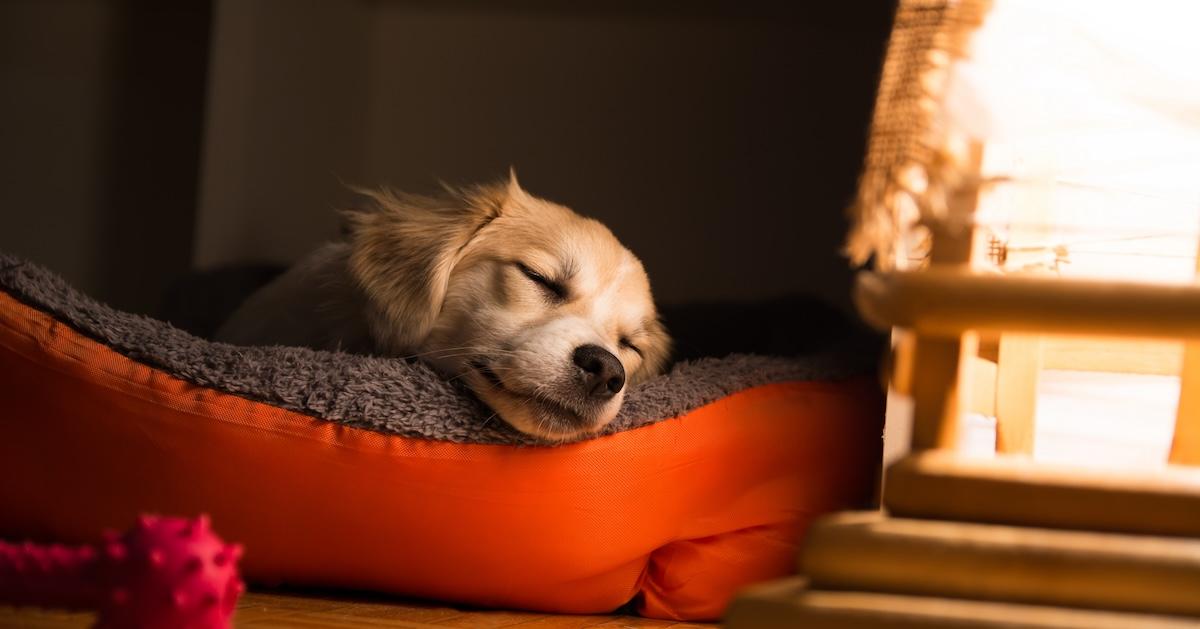 Dog sleeping in red dog bed