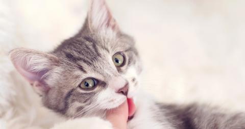 A gray kitten gently biting someone's finger.