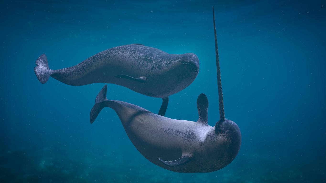 Two narwhals swim together in a deep-blue ocean.