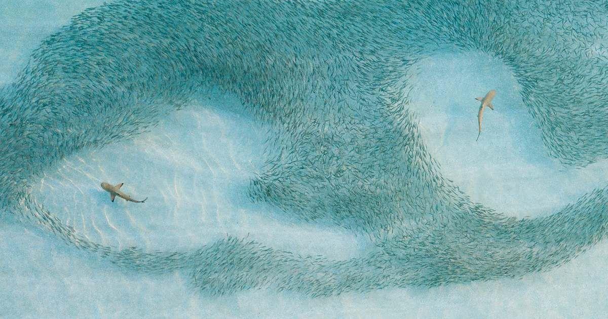 Two sharks are swimming amidst a bait ball, looking for prey. (Representative Cover  Image Source: Getty Images | FilippoBacci)