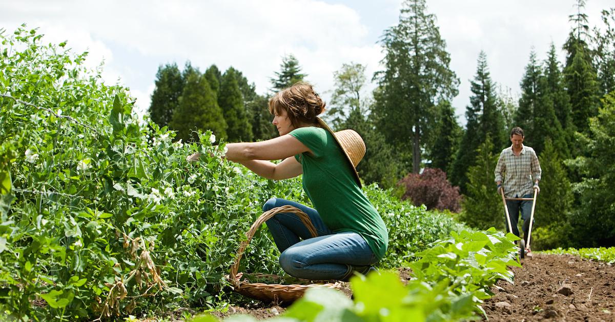 Crops Heat Wave