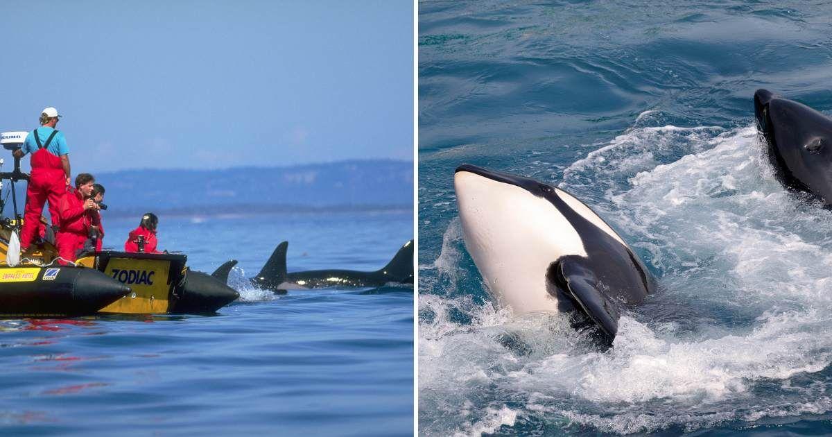 (L) Tourists in a boat watching orcas, (R) Orcas charging an attack on a boat (Representative Cover Image Source: Getty Images | (L) Stuart Westmorland, (R) Mussat)