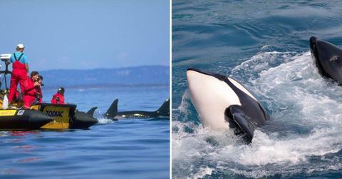 (L) Tourists in a boat watching orcas, (R) Orcas charging an attack on a boat (Representative Cover Image Source: Getty Images | (L) Stuart Westmorland, (R) Mussat)