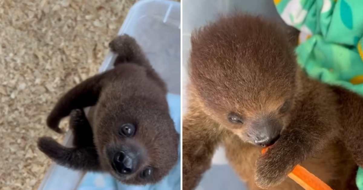 Safari Park in Oklahoma brings home a baby sloth named Honey, who has become an internet sensation. (Cover Image Source: (L) TikTok | @beaversbendsafaripark, (R) Instagram | @beaversbendsafari)