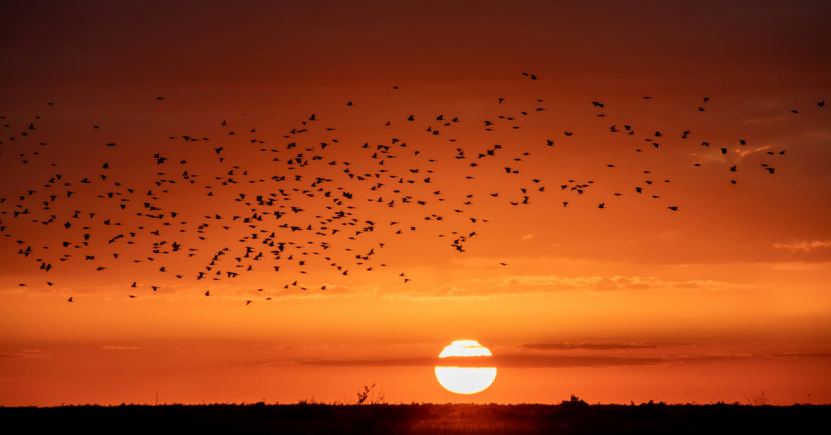 A red sky is speckled with birds as the sun appears to be on fire