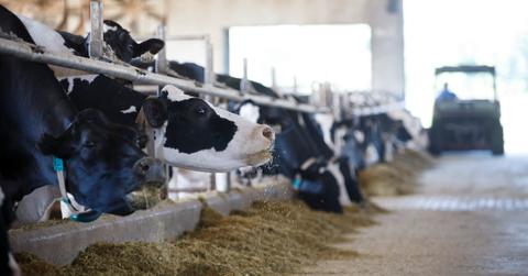 Livestock Pesticides