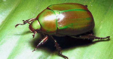 How to get rid of Japanese beetles