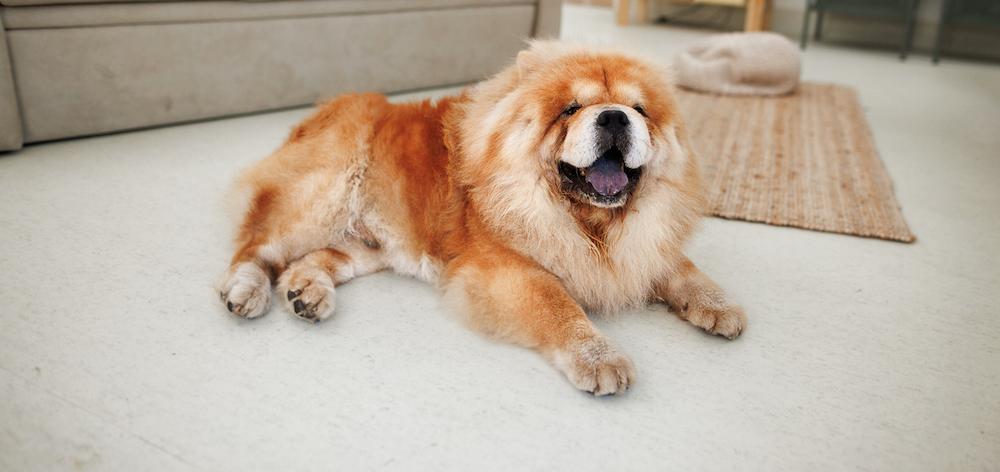 A Chow Chow laying on the floor of a living room. 