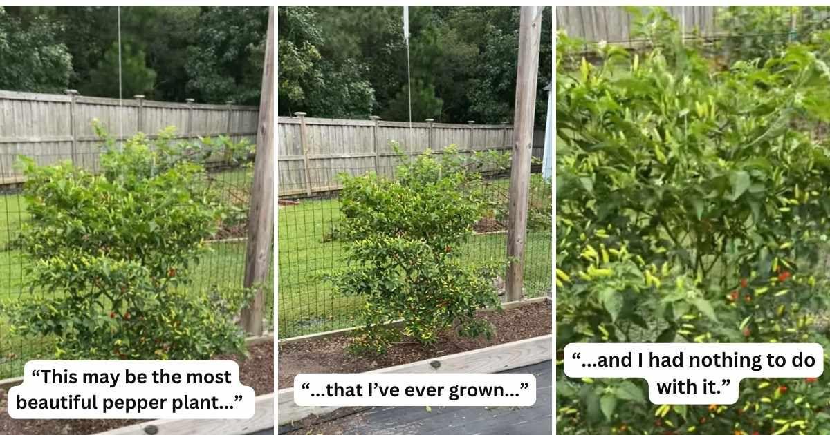 Gardener shows a volunteer pepper plant that materialized in his garden (Cover Image Source: YouTube | @themillennialgardener)