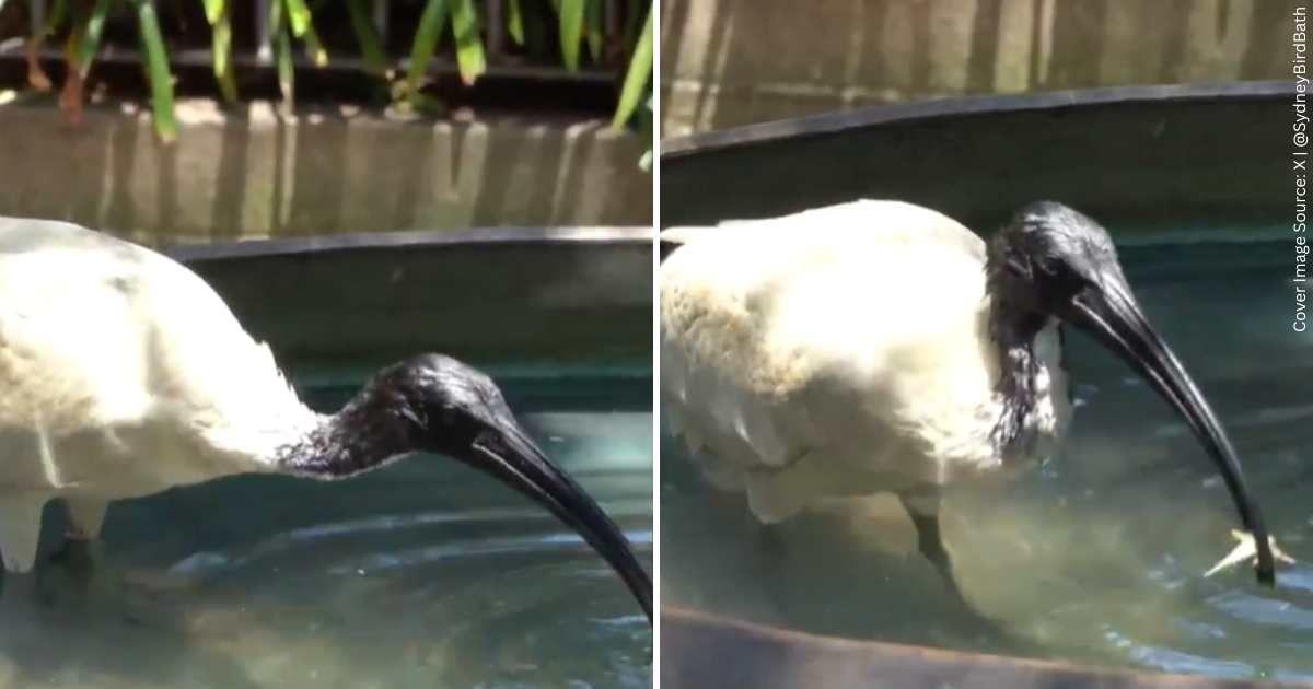Rare bird captured on the camera white sipping water from a local birdbath in Sydney, Australia (Cover Image Source: X | @SydneyBirdBath)