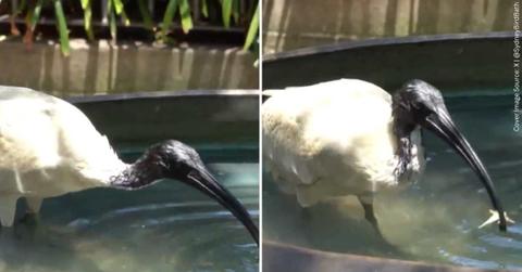 Rare bird captured on the camera white sipping water from a local birdbath in Sydney, Australia (Cover Image Source: X | @SydneyBirdBath)