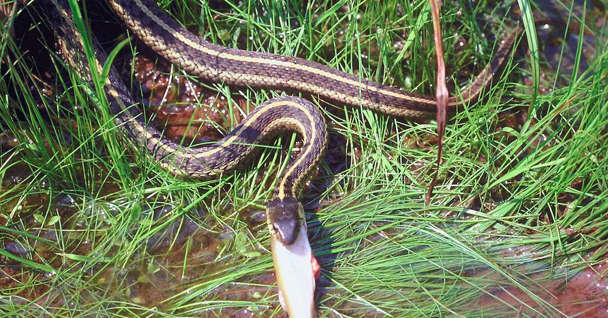 garter snake bite