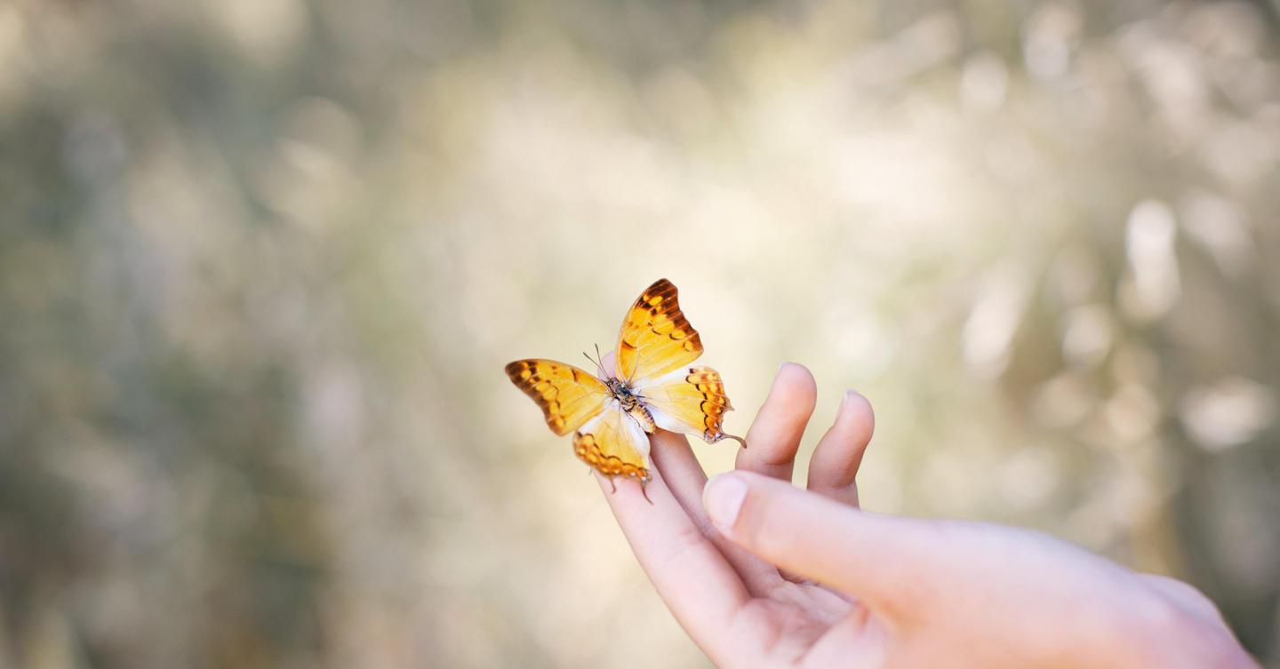 Spiritual Meaning When A Butterfly Lands On You www.greenmatters.com
