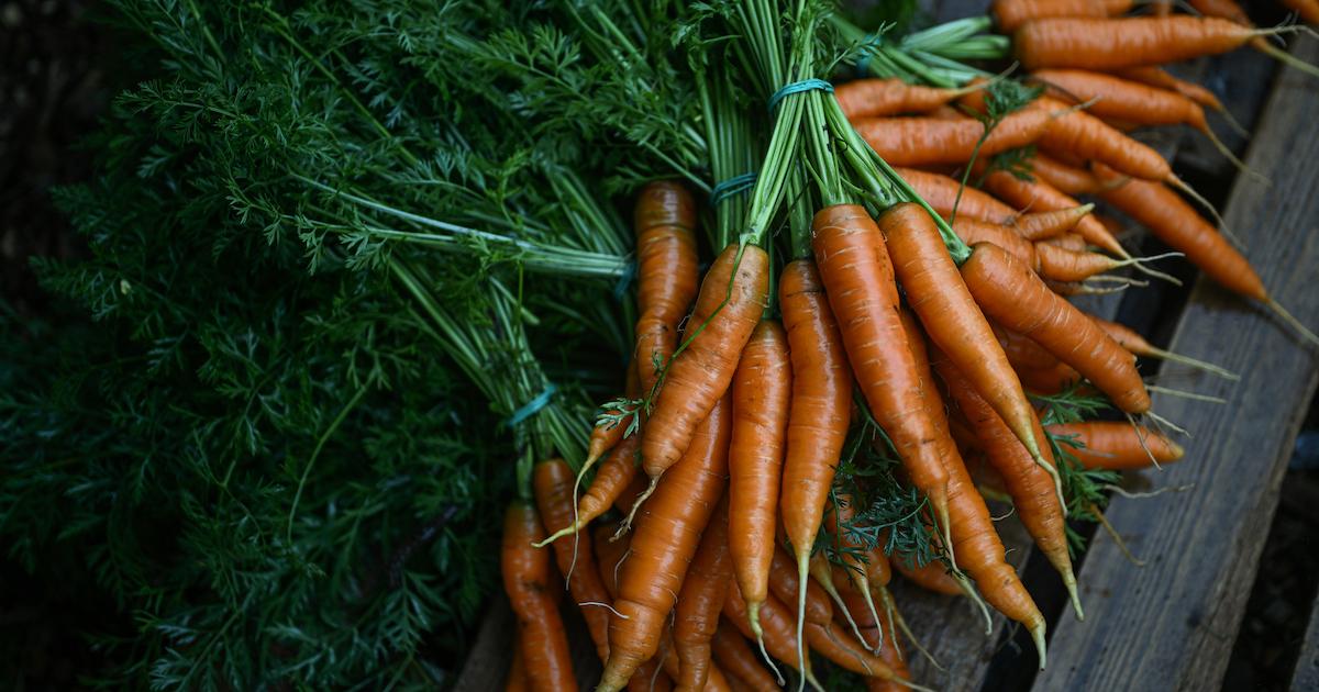 Fresh picked carrots are pictured before being packed at the Krakow City Farm on July 26, 2023 in Krakow, Poland.