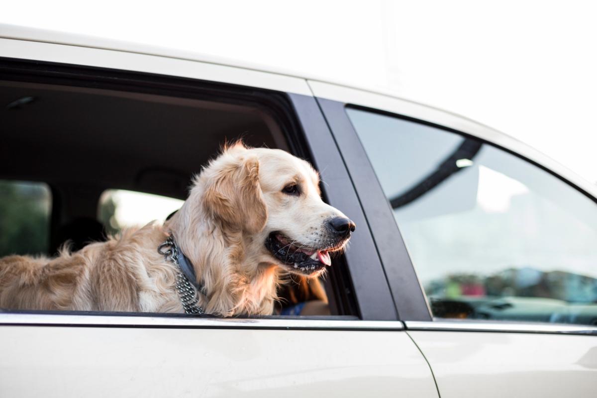 Best way to clean best sale dog hair out of car