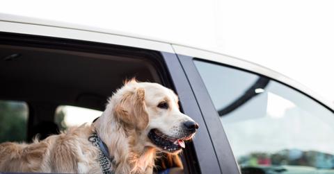 Golden Retriever in car with head out of the window