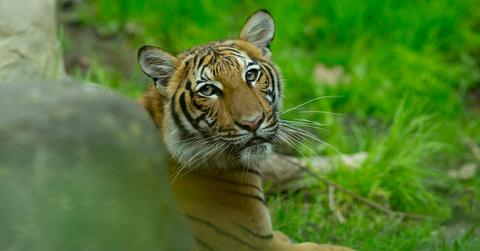 tiger bronx zoo