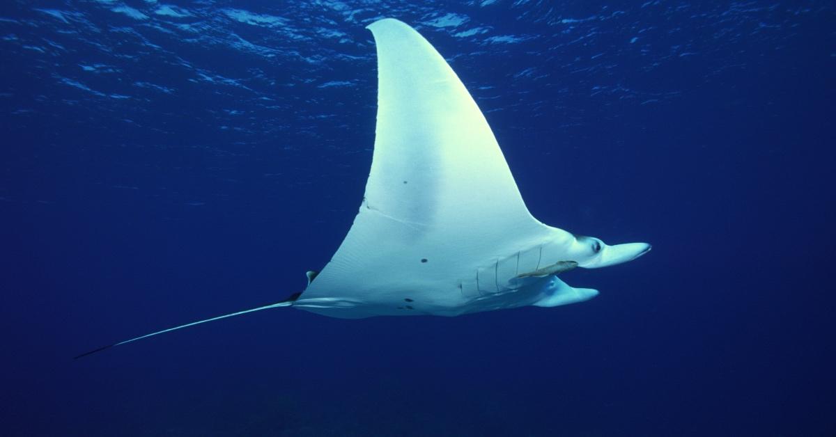 Atlantic stingray swimming. 