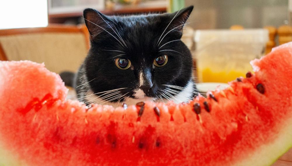 A black cat sitting in front of and staring at a watermelon.