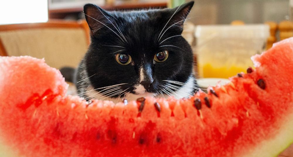 What Fruits Can Cats Eat? Here Are the Safest Options