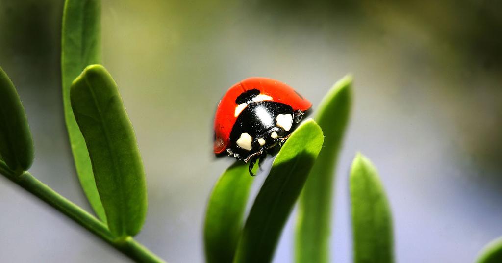 why-are-there-so-many-ladybugs-in-the-fall