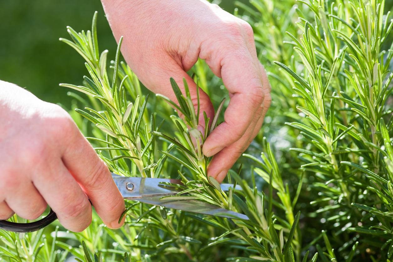 Rosemary being harvested