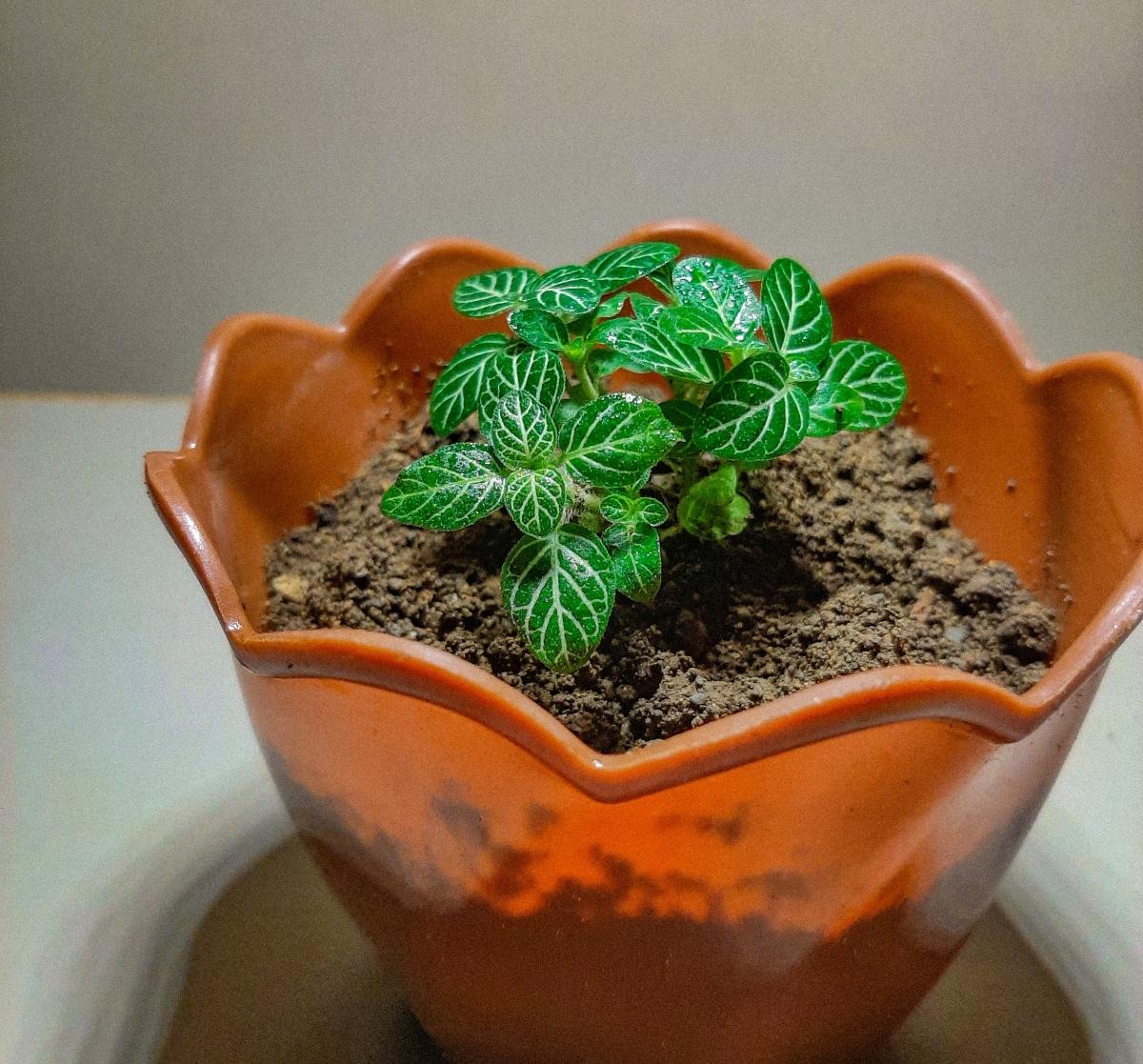 Nerve plant in an orange pot